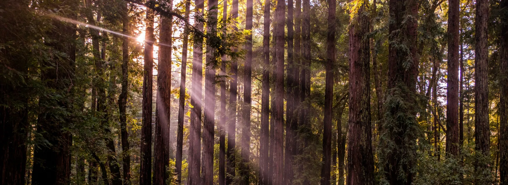rays of light through trees