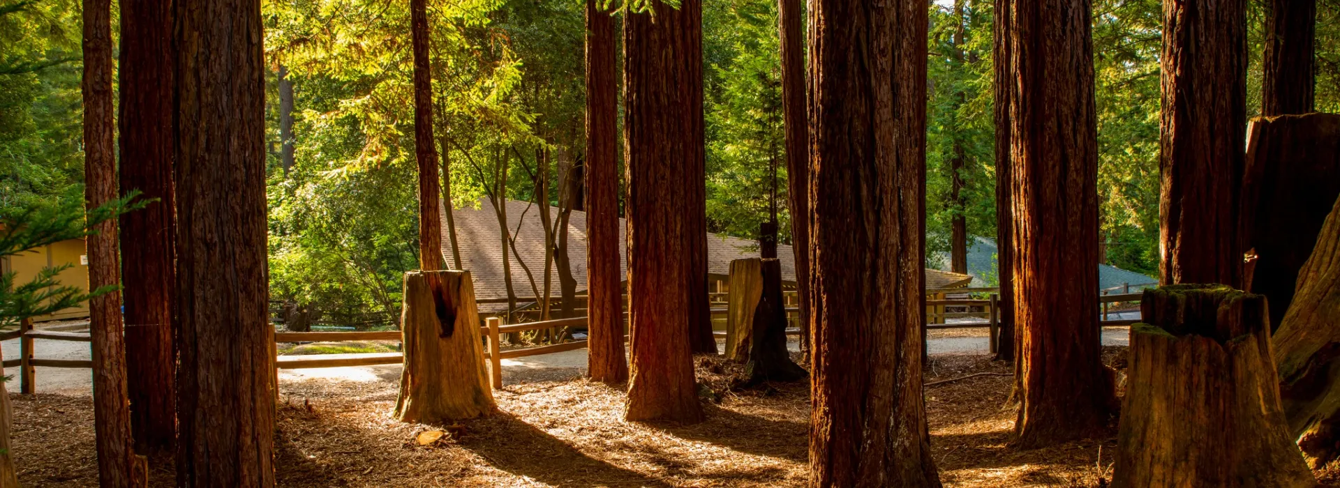 tree grove