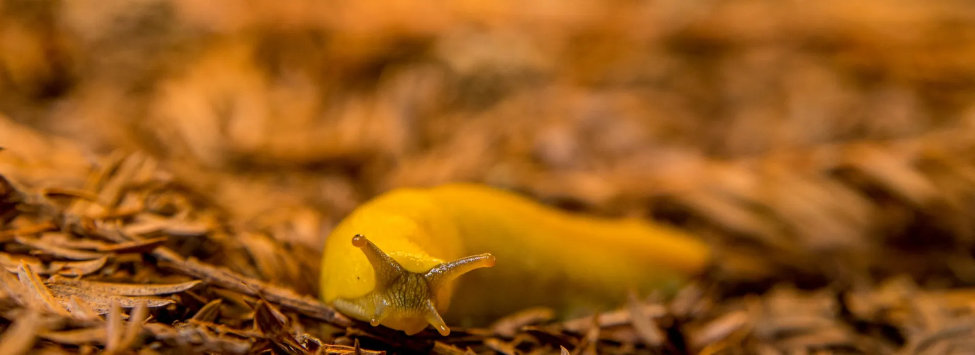 a close up of a yellow slug