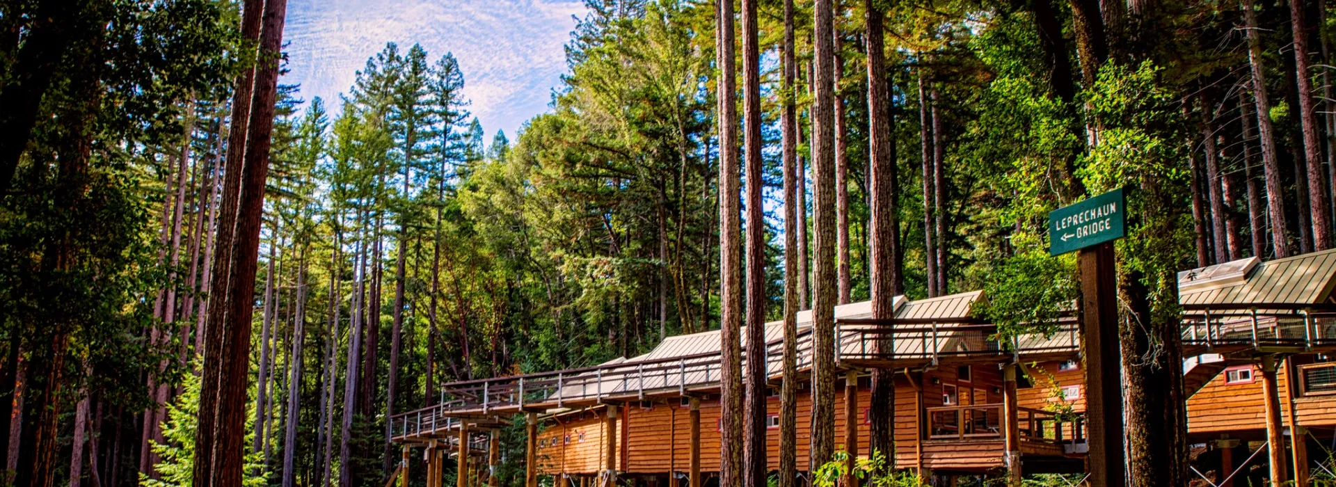 Forest scene with cabins in background