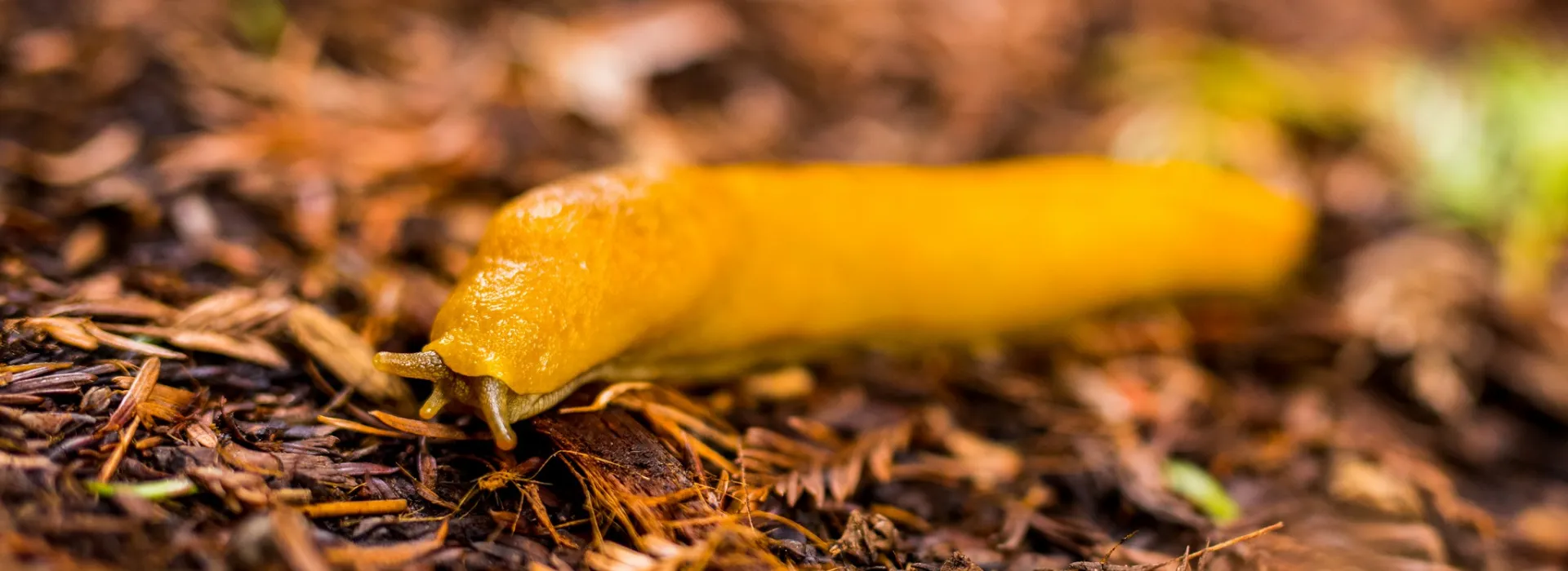 banana slug