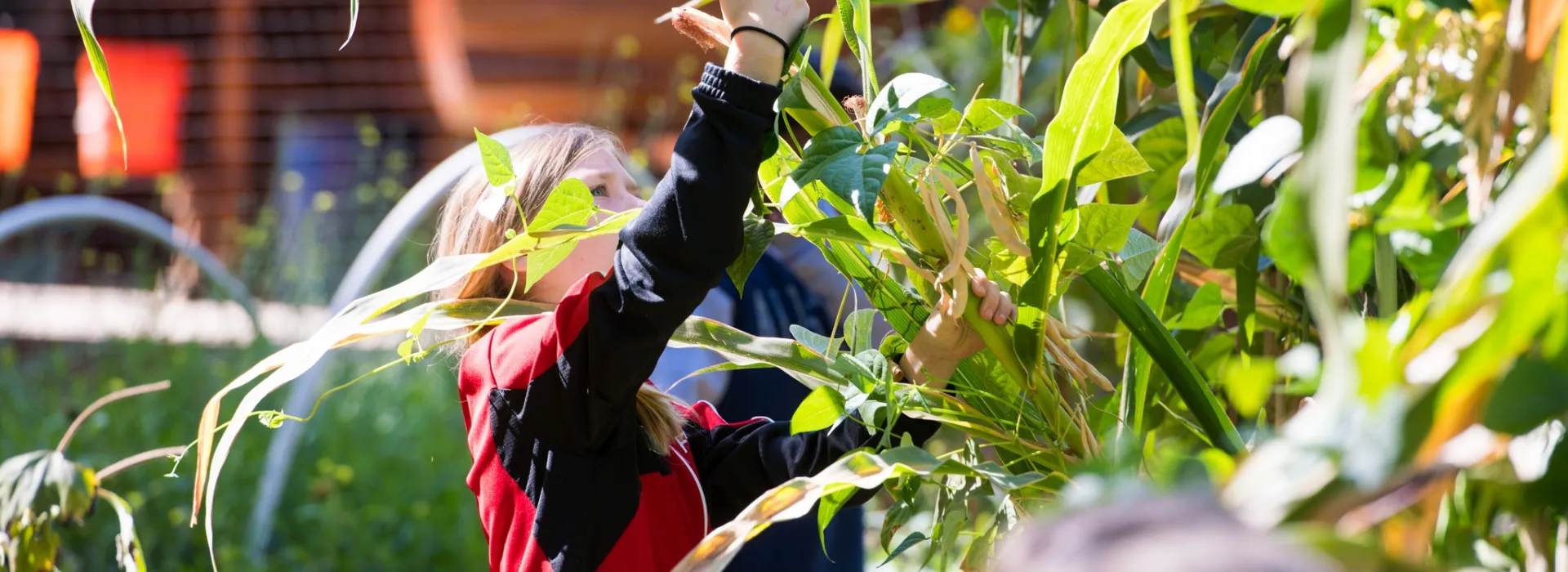 student harvesting corn